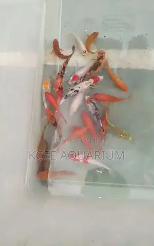 Japanese Koi Cap