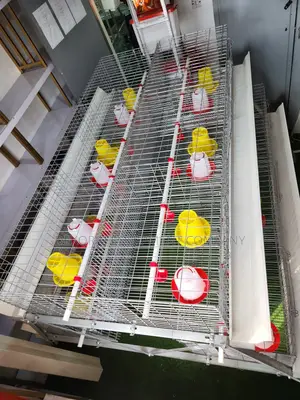 300 Birds Imported Brooding Cage – Zero Feed Wastage Benefit
