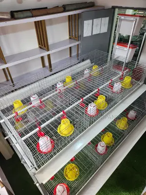300 Birds Imported Brooding Cage – Faster Growth, No Delay