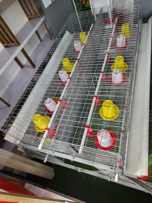 300 Birds Imported Brooding Cage – Make Money Brooding Bird