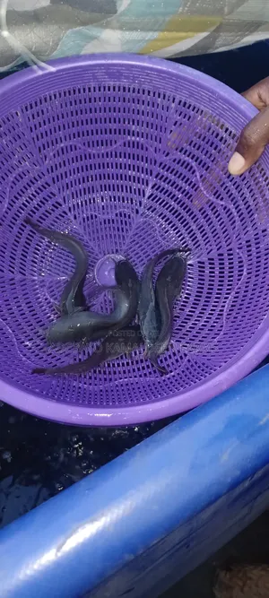 Juvenile Catfish Available at 75