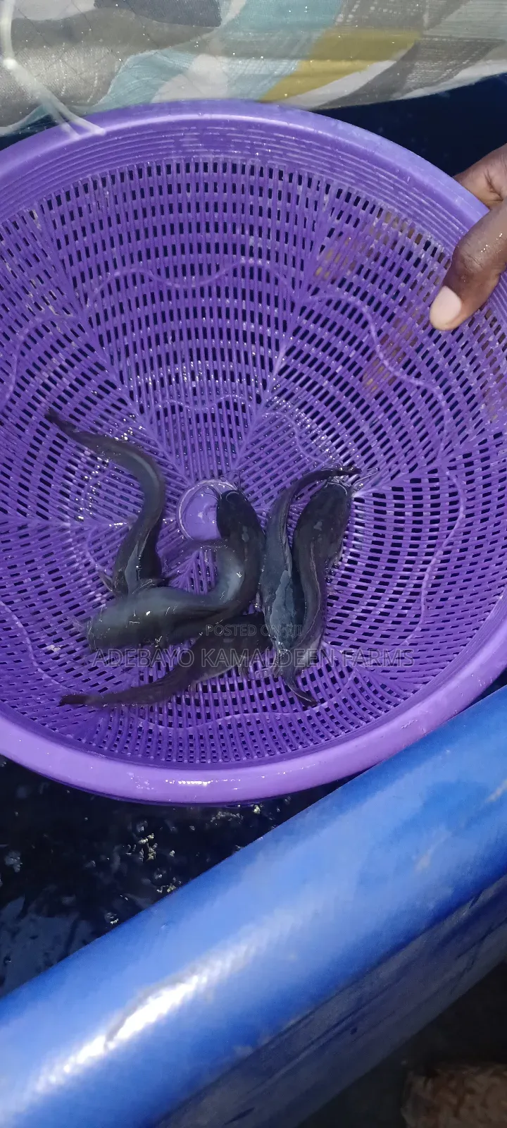 Juvenile Catfish Available at 75