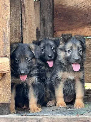 1-3 months Male Purebred German Shepherd