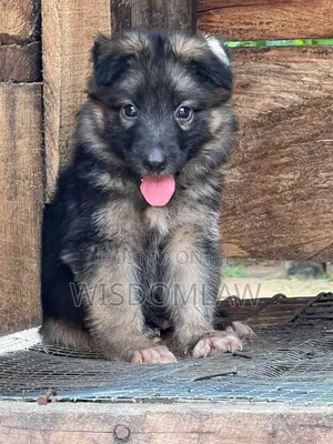 1-3 months Female Purebred German Shepherd
