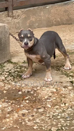3-6 months Female Purebred American Bully