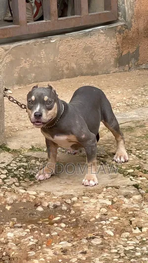 3-6 months Female Purebred American Bully