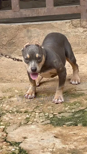 3-6 months Female Purebred American Bully