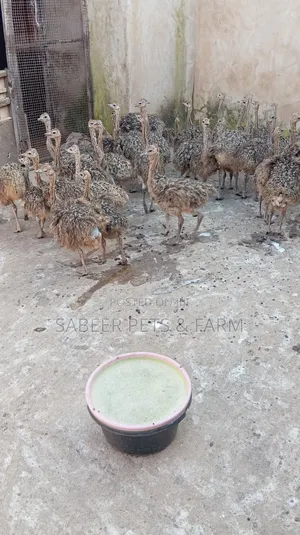 Photo - 3 Months Old Ostriches for Sale