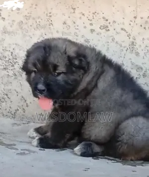 1-3 months Female Purebred Caucasian Shepherd