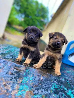 1-3 months Male Purebred German Shepherd
