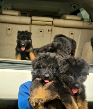 1-3 months Female Purebred German Shepherd