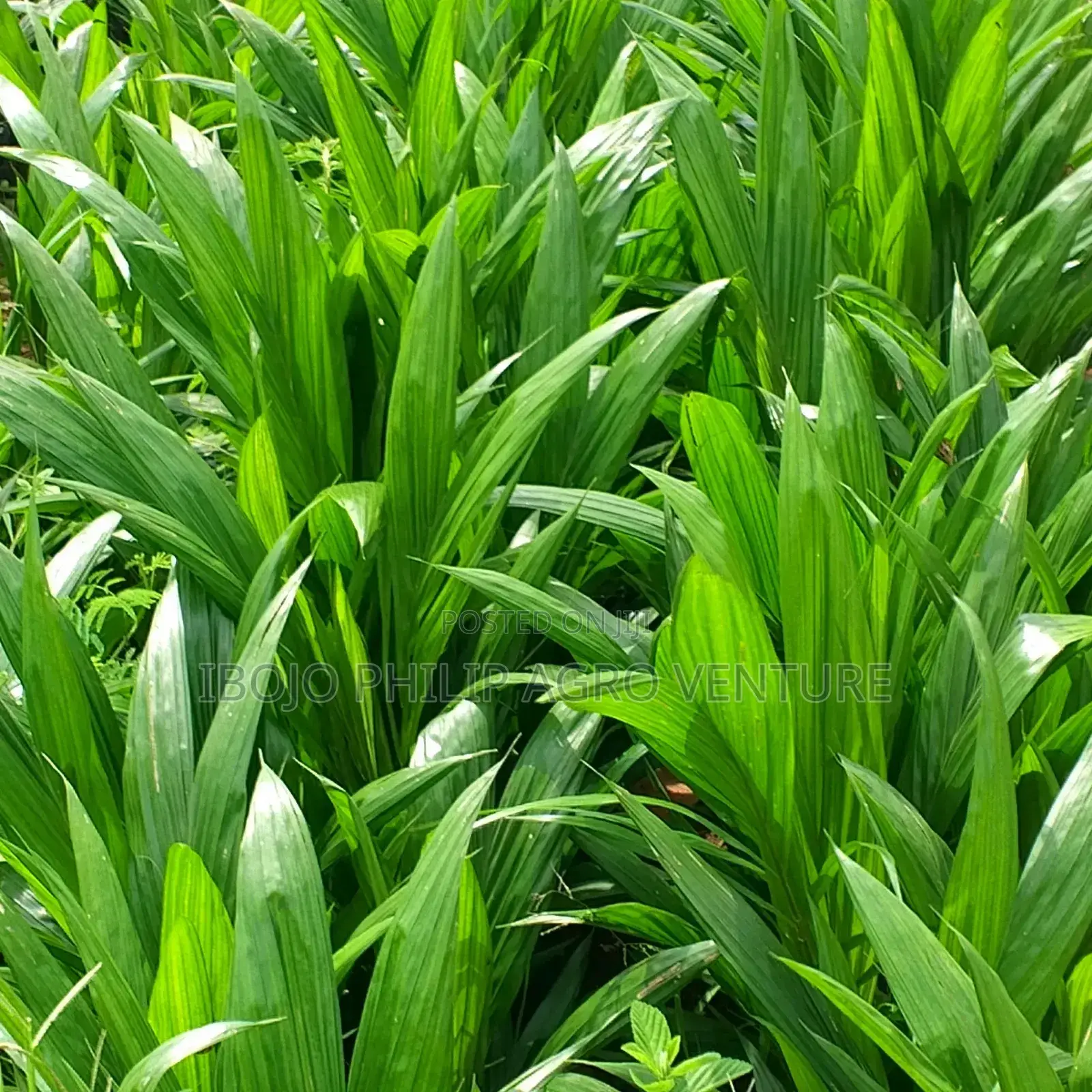 Philip Agro