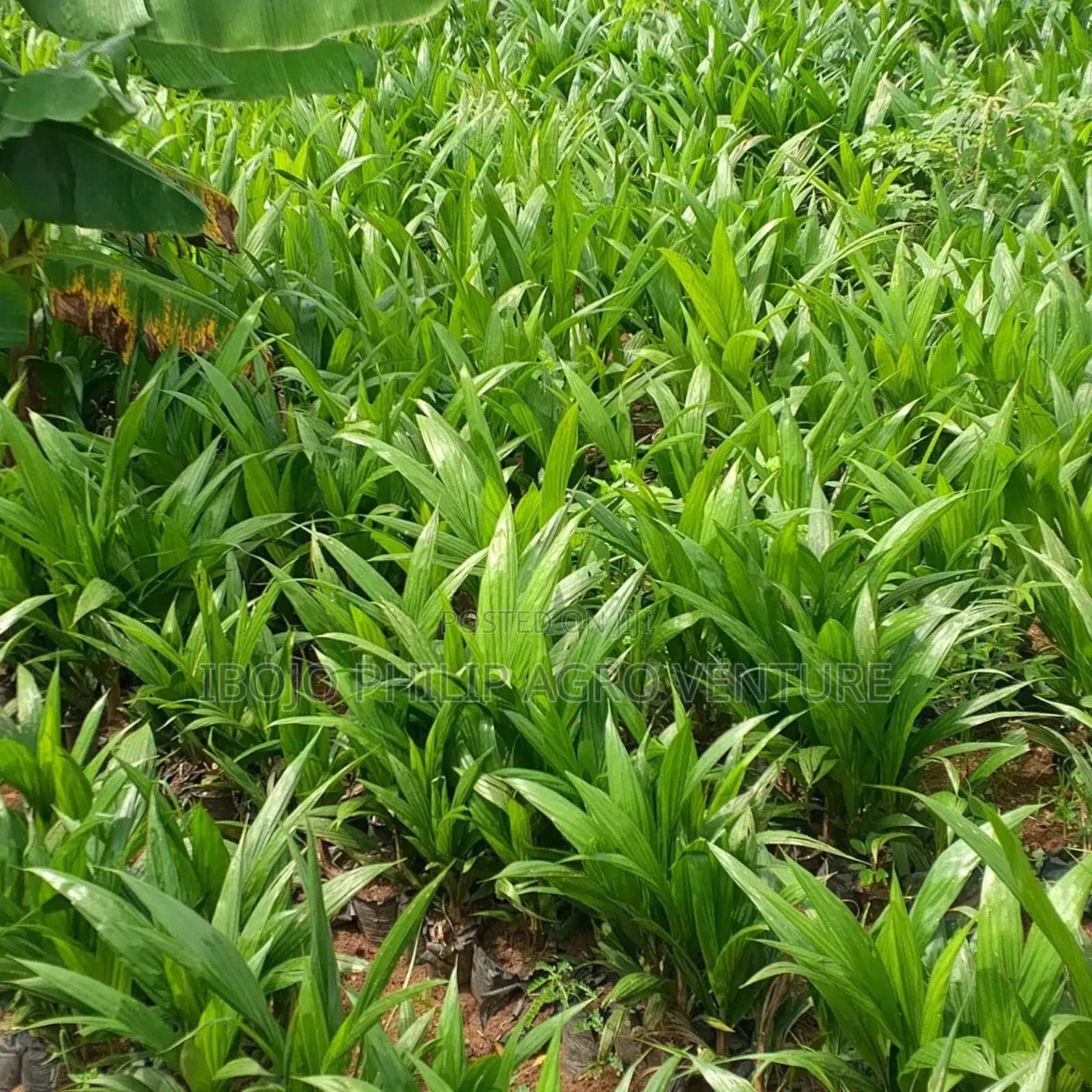 Philip Agro