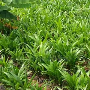 Philip Agro
