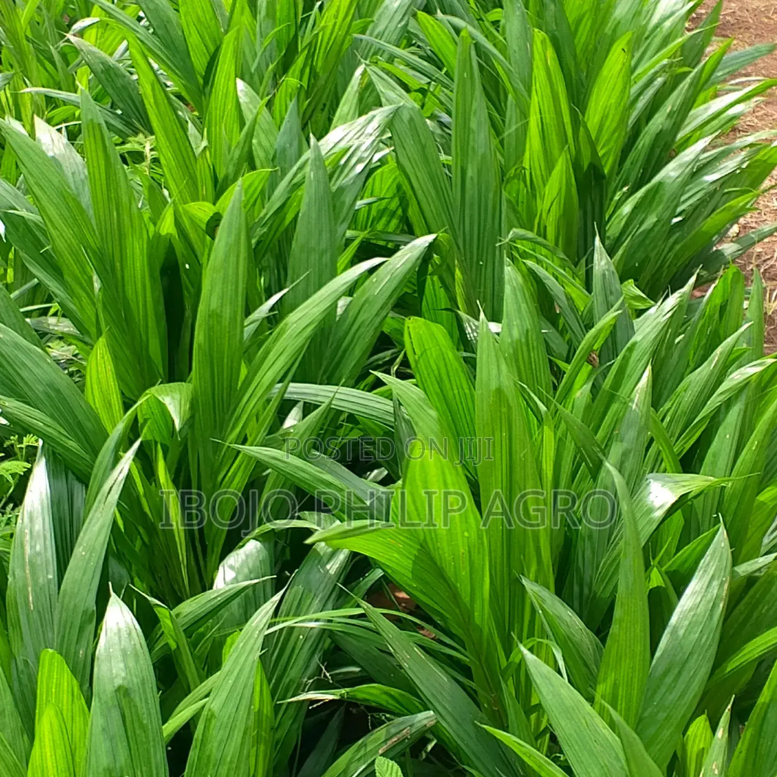 Philip Agro