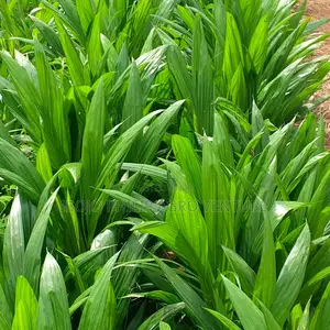 Philip Agro