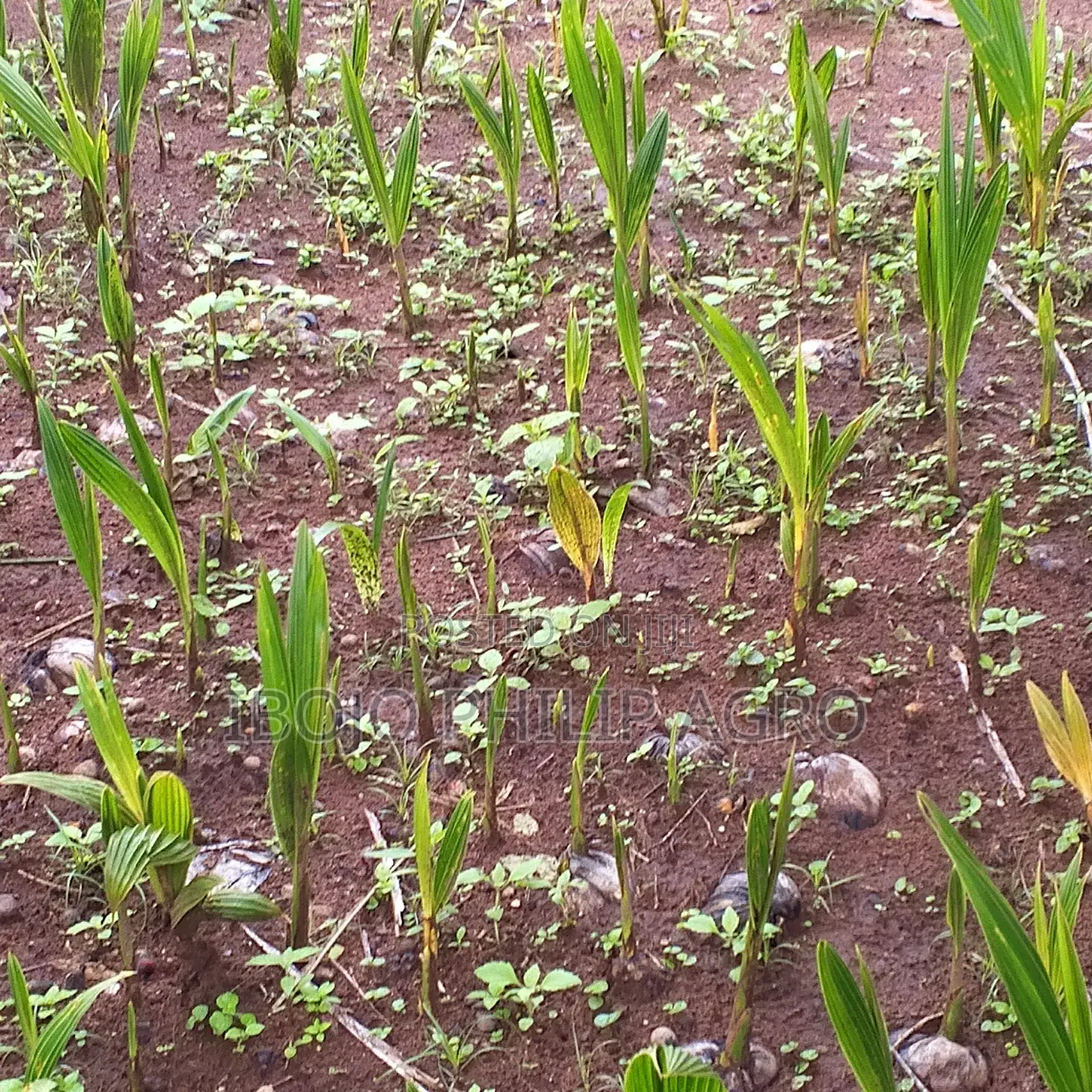 Philip Agro