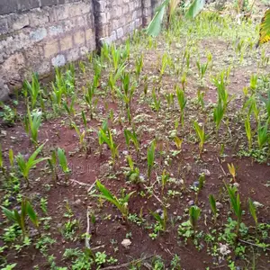 Philip Agro