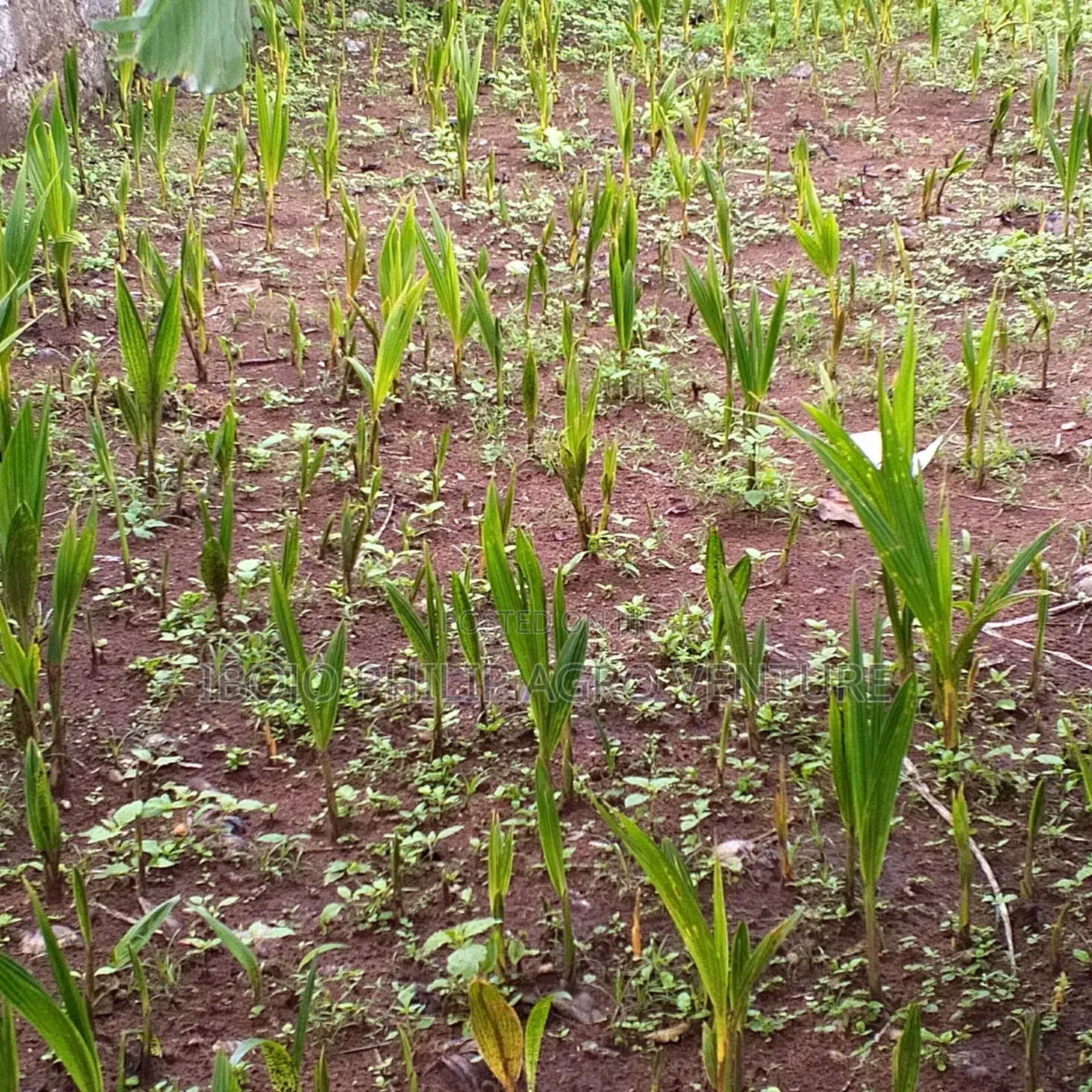 Philip Agro