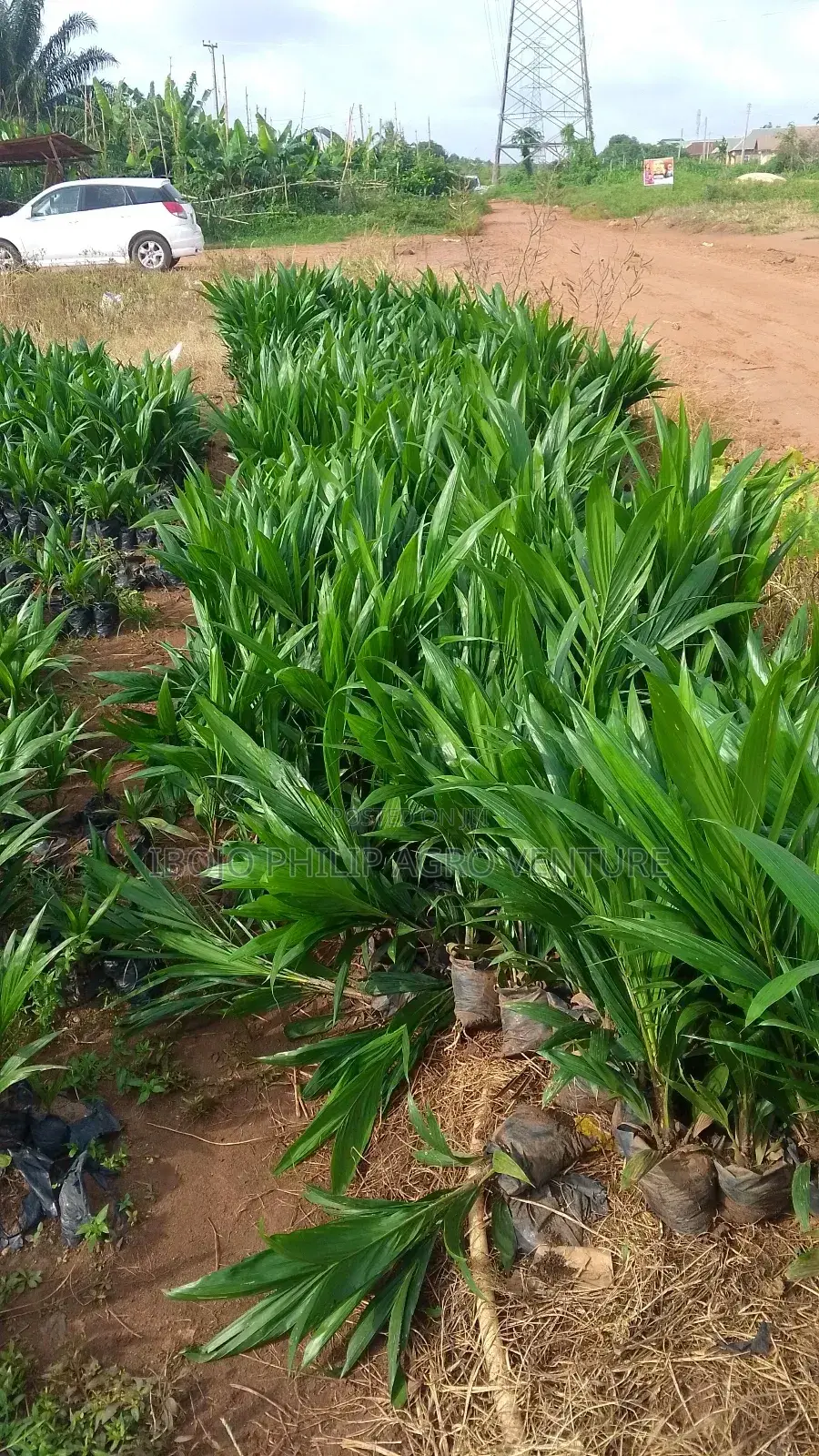 Philip Agro