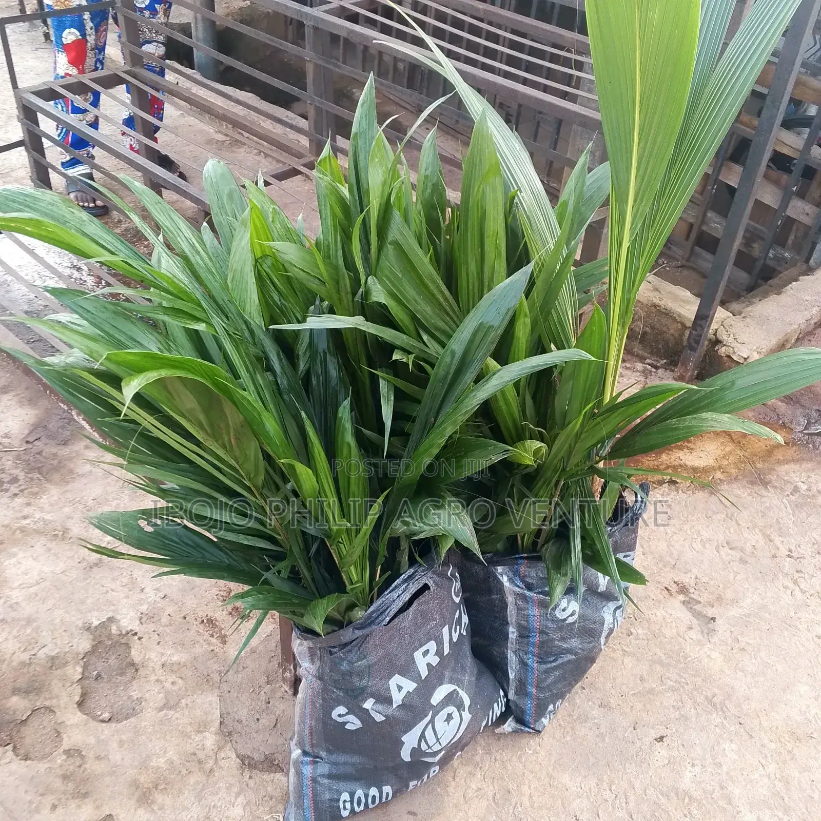 Philip Agro
