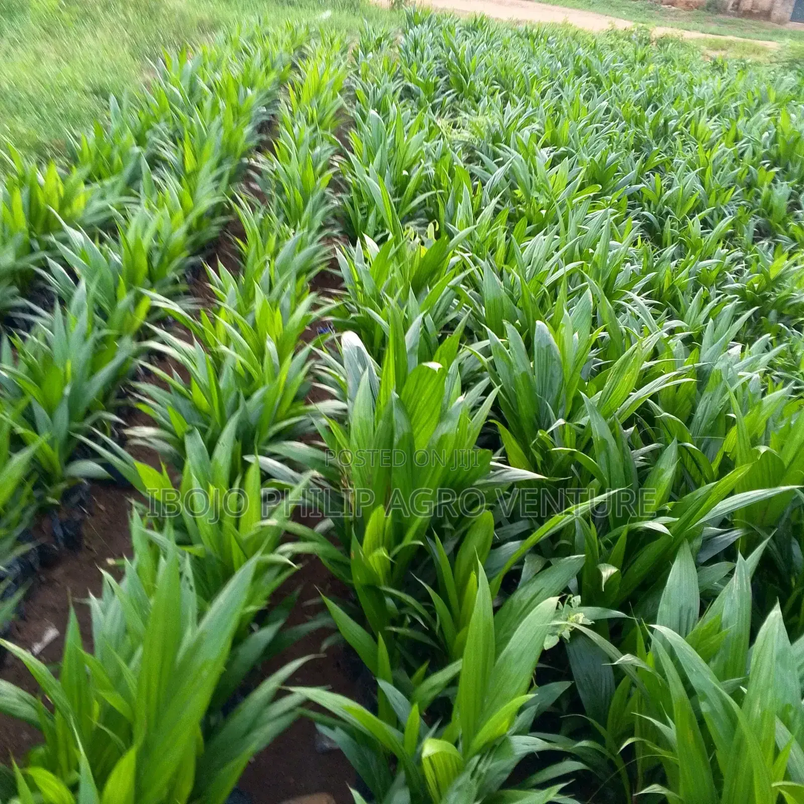 Philip Agro