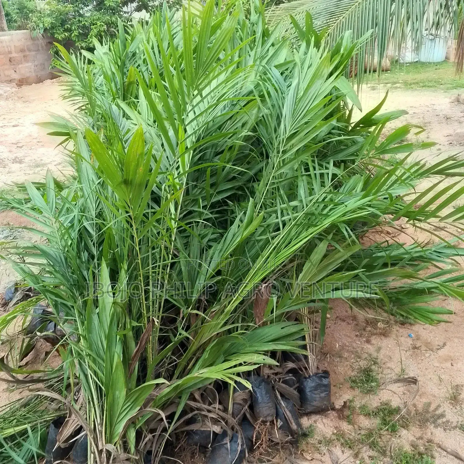 Philip Agro
