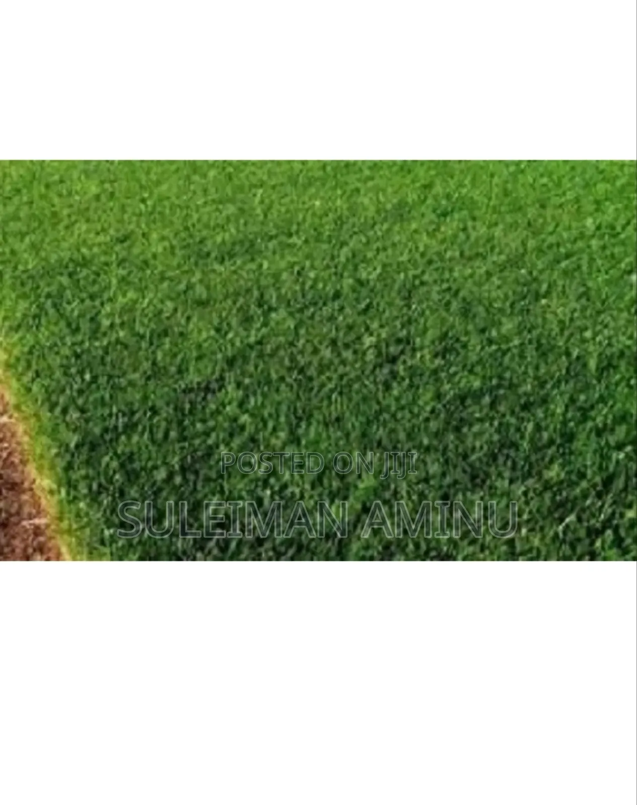 Carpet Grass Seed