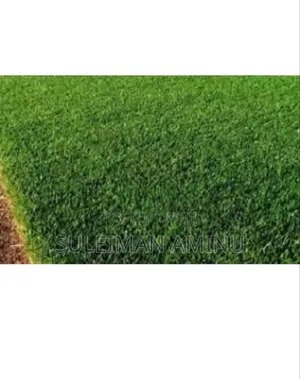 Carpet Grass Seed