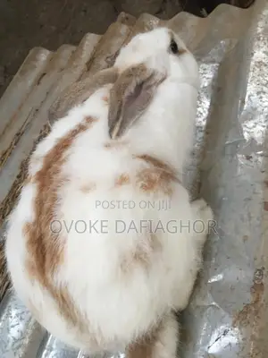 Heavy Pregnant Mama Rabbit