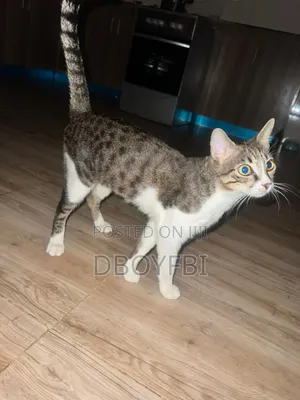 3-6 months Male Purebred Cat