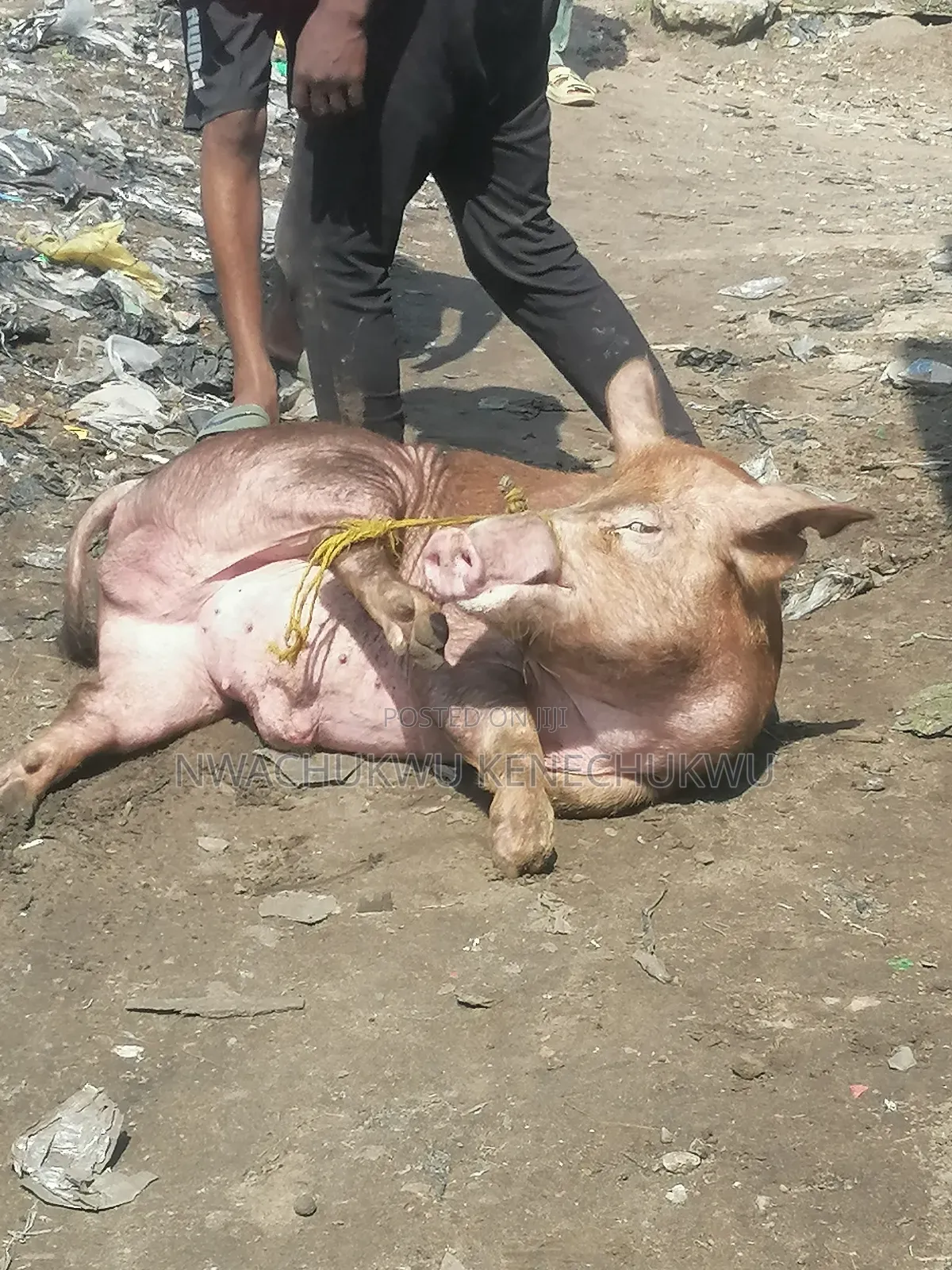 Pig / Piglets