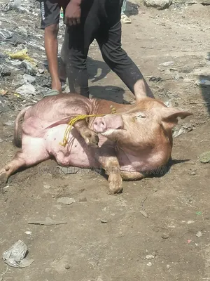Pig / Piglets