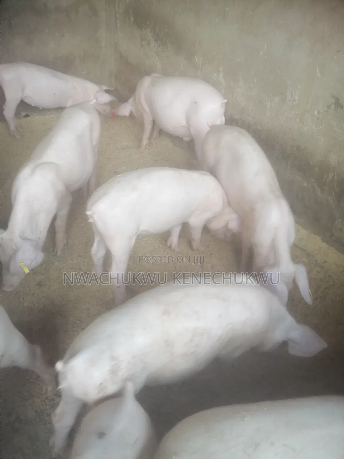 Pig / Piglets