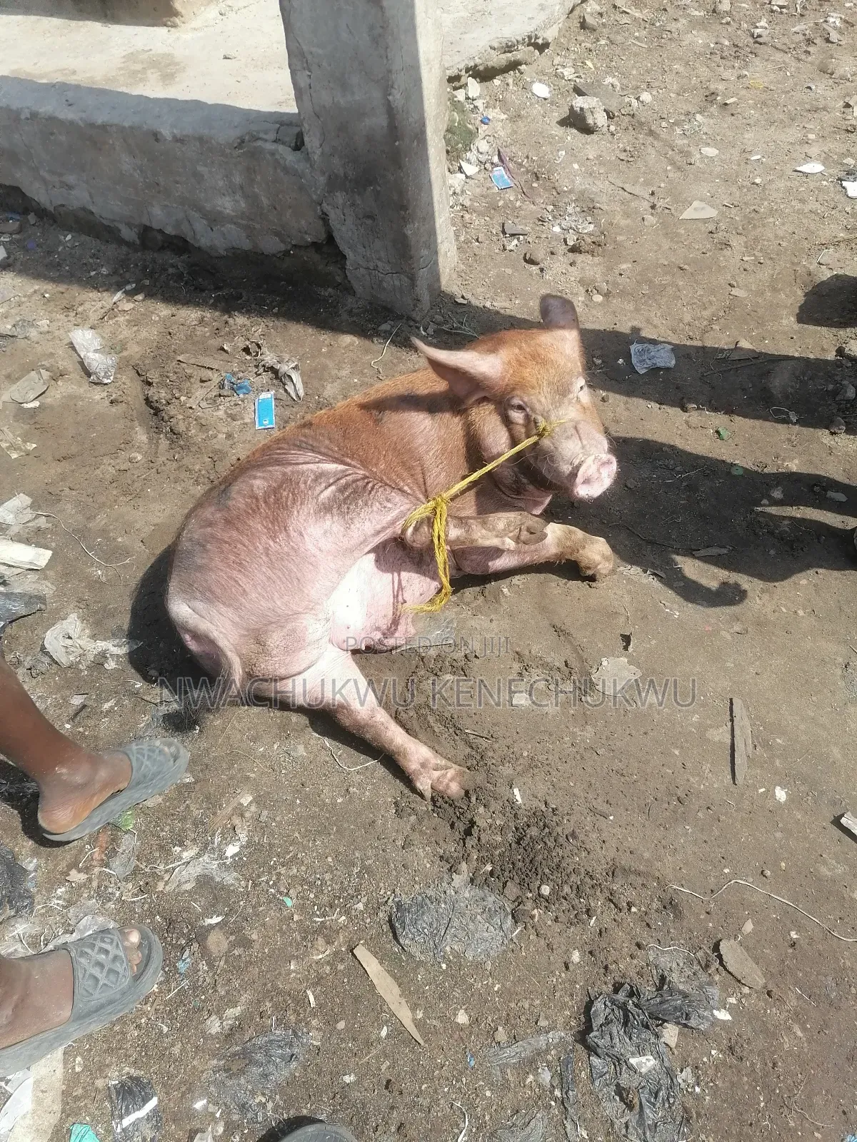 Pig / Piglets