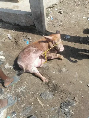 Pig / Piglets
