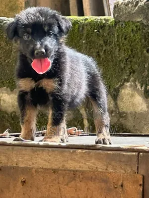 1-3 months Male Purebred German Shepherd