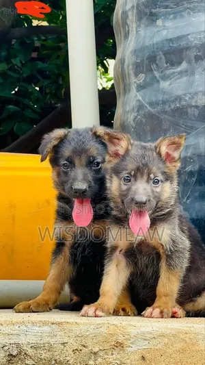1-3 months Female Purebred German Shepherd