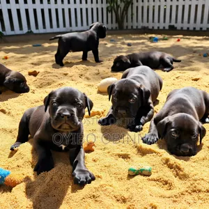 1-3 months Female Purebred Cane Corso