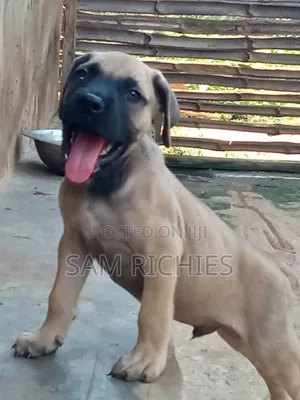 Photo - 1-3 months Male Purebred Boerboel