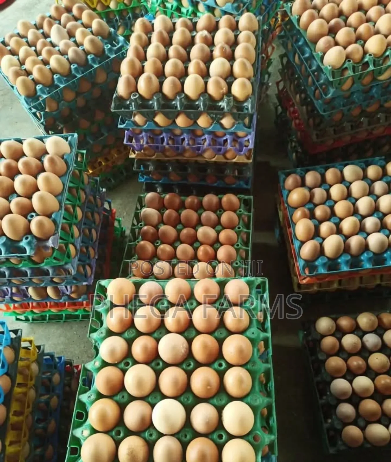 Fresh Eggs