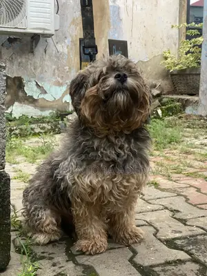 Photo - 1+ year Male Purebred Lhasa Apso