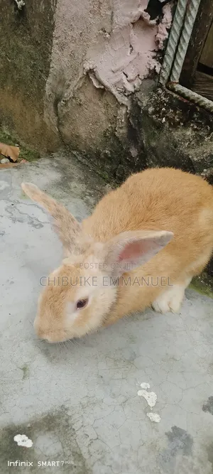 Photo - Hybrid Rabbit