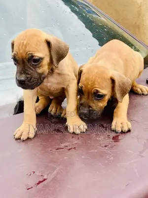 Photo - 1-3 months Female Purebred Boerboel