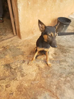 Photo - 6-12 months Male Purebred German Shepherd