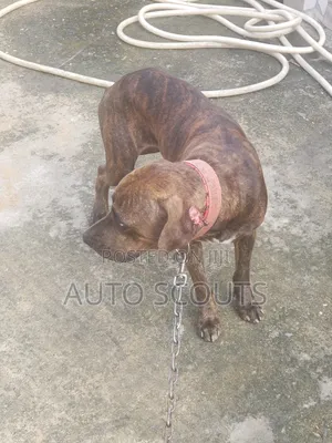 Photo - 1+ year Male Purebred Plott