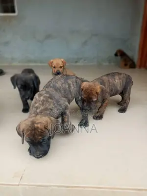 Photo - 0-1 month Male Purebred Boerboel