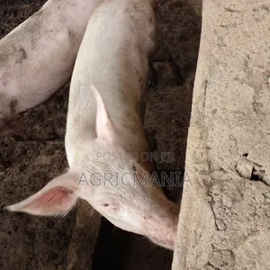 Large White Weaners Pig
