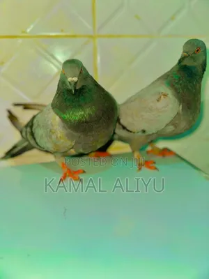 Photo - Bullet Pigeons