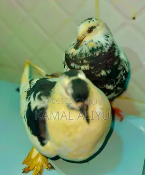 Photo - Bullet Pigeons
